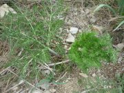 140228_chti18.jpg