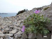 140320_joss8.JPG