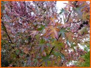 141027_Joss13i.JPG