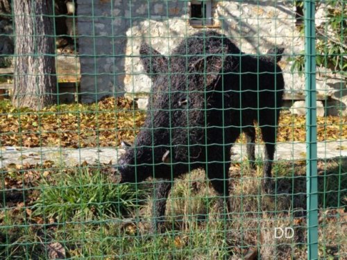 Cliquer pour voir l'image en taille réelle