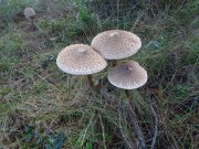 230116_Argelliers003.jpg
