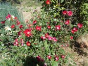 220529_Alzon003.jpg