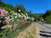 220529_Alzon004.jpg