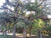 211202_Arbousier015.jpg