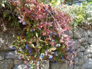 211025_Colognac05.jpg