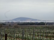 200213_Pinet005.jpg