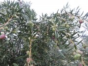 191015_Crillon006.jpg