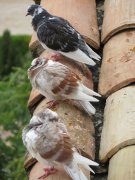 191015_Crillon018.jpg