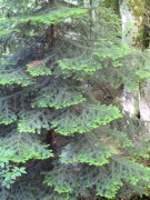 190619_Bramabiau026.jpg