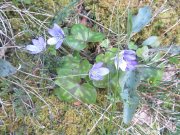 190520_Escandorgue043.jpg