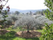 190325_Tornac013.jpg