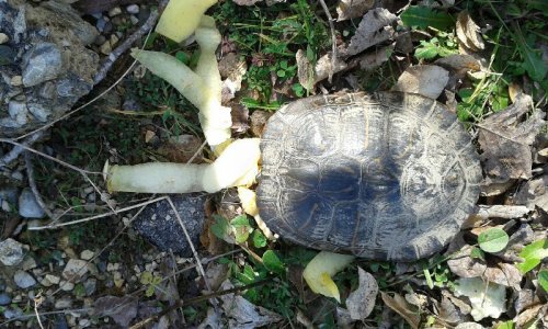 Cliquer pour voir l'image en taille réelle