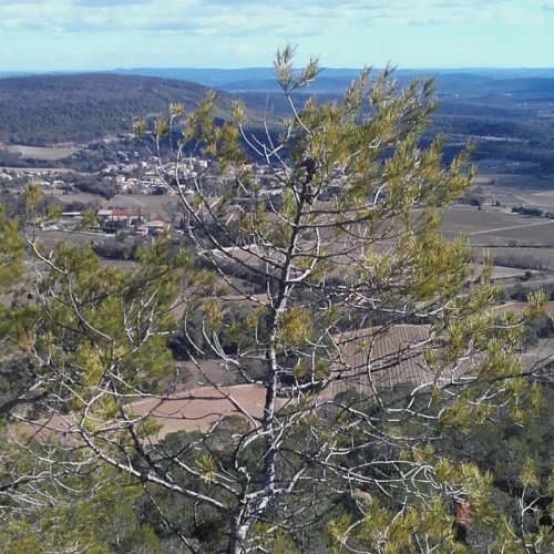 Cliquer pour voir l'image en taille réelle