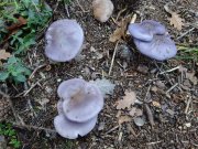 181118_Lescalette010.jpg