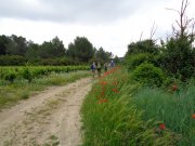 180524_Saint-Pons-de-M002.jpg