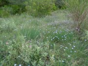 180524_Saint-Pons-de-M003.jpg