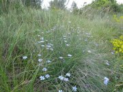 180524_Saint-Pons-de-M004.jpg
