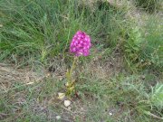 180524_Saint-Pons-de-M007.jpg