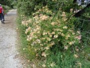 180524_Saint-Pons-de-M010.jpg