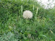 180524_Saint-Pons-de-M011.jpg