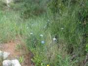 180503_Asphodeles005.jpg