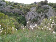 180503_Asphodeles007.jpg