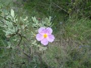 180503_Asphodeles008.jpg