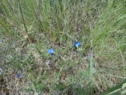 180503_Asphodeles009.jpg