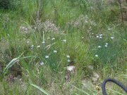 180503_Asphodeles010.jpg