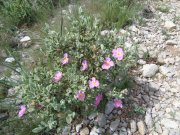 180503_Asphodeles011.jpg