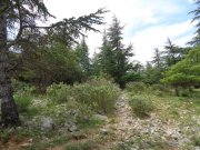 180503_Asphodeles016C.jpg