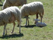 180426_Mas-Neuf010.jpg