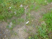 180423_St-Jean-de-Blaquiere010.jpg