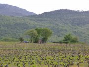 180423_St-Jean-de-Blaquiere012.jpg