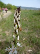 180423_St-Jean-de-Blaquiere014.jpg