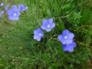 180423_St-Jean-de-Blaquiere022B.jpg