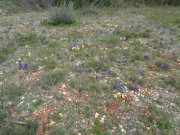 180329_Villeveyrac002.jpg