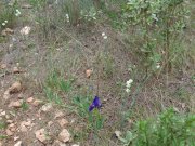 180329_Villeveyrac012.jpg