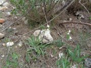 180329_Villeveyrac013.jpg