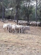180304_Alpilles008.jpg