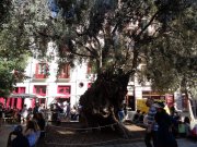 171010_Palma022.jpg