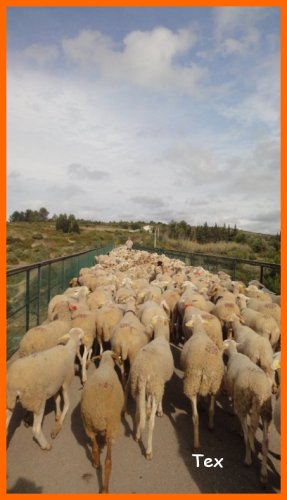 Cliquer pour voir l'image en taille réelle