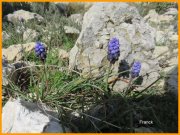 160319_Franck11.jpg