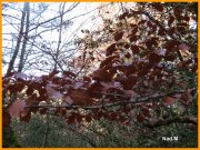 151116_Nad_M12.JPG