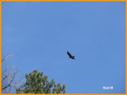 151116_Nad_M41.JPG