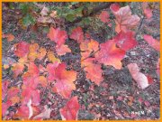 151102_Nad_M6.JPG
