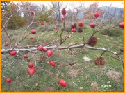 151102_Nad_M8.JPG
