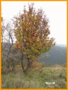 151102_Nad_M9.JPG