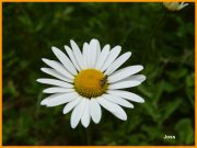 150524_Joss3.JPG
