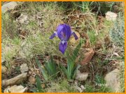 150323_Franck12.JPG